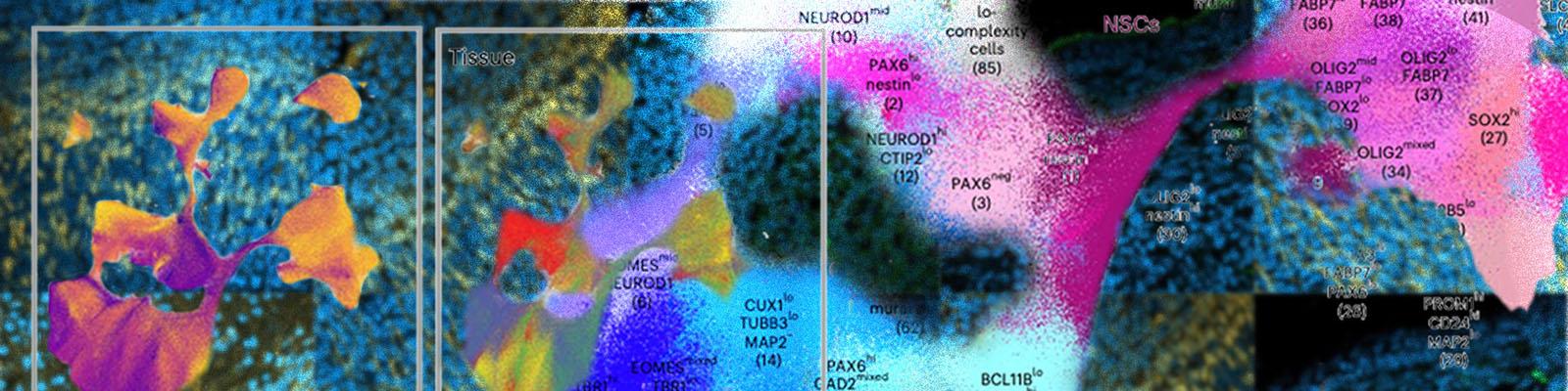 Map of Brain Protein