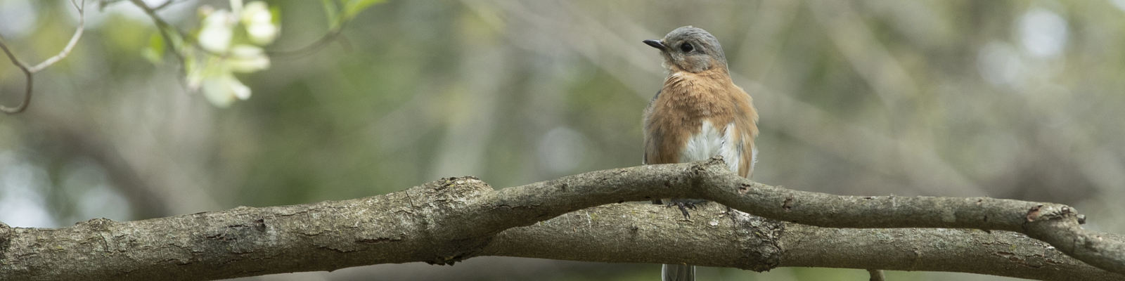 Bird on a Branch with Flower