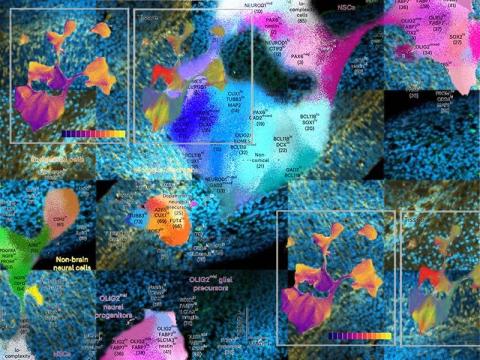 UVA Researchers Map Brain Development at the Protein Level in Unprecedented Detail